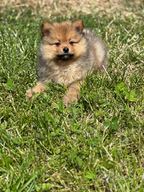 Cucciolo maschio volpino Spitz di Pomerania
