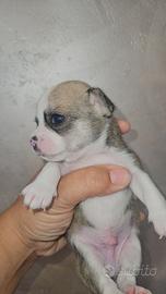 Chihuahua tricolore mini