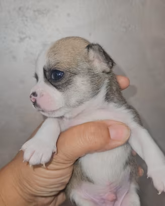 Chihuahua tricolore mini