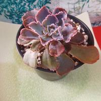 Pianta grassa Echevaria Neon Breackers