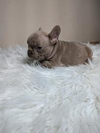 Bulldog francese blu fawn