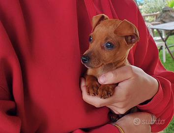 Pinscher di due mesi