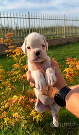 Boxer