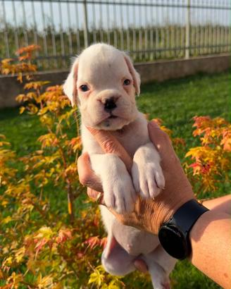 Boxer