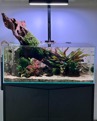 Acquario maturo da 110L