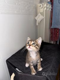Gatto grigio