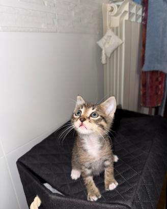 Gatto grigio