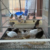 Diamantini mandarini e quaglie cinesi