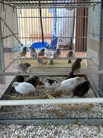 Diamantini mandarini e quaglie cinesi