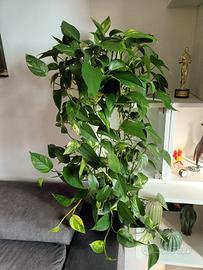 Pianta Potos 