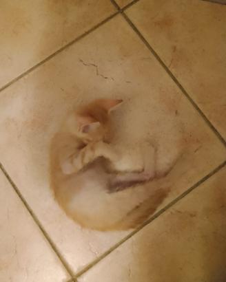 Gattini