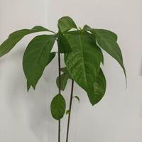Pianta avocado