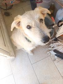 Cane spinone r.e.g.a.l.o