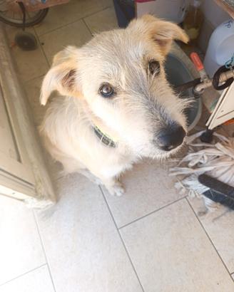 Cane spinone r.e.g.a.l.o