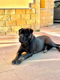 Monta Cane corso