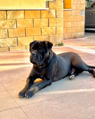 Monta Cane corso