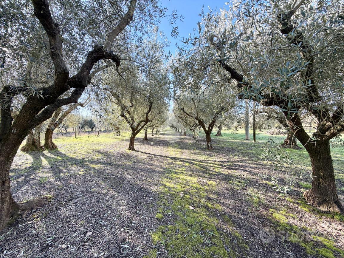 TER. AGRICOLO A VITERBO - Vista 2