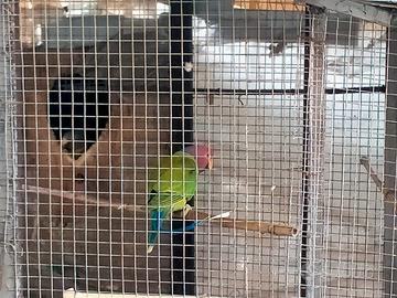 Uccelli come indicato nel certificato