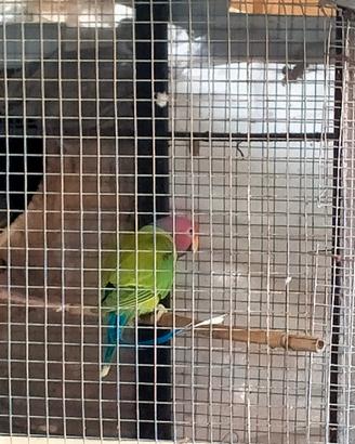 Uccelli come indicato nel certificato