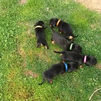 Cuccioli di bassotto