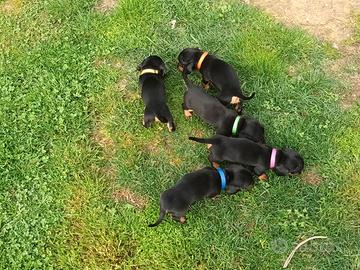 Cuccioli di bassotto