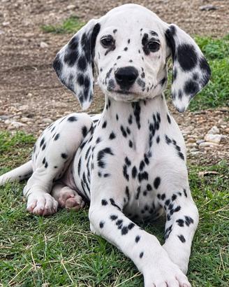 Cucciolo dalmata