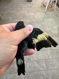 Negriti della Bolivia novelli