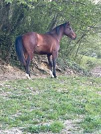 Cavallo puledro Quarter Horse