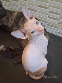 Gattina mix munchkin dbe/don sphynx
