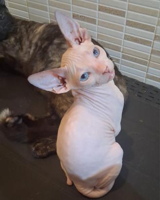 Gattina mix munchkin dbe/don sphynx