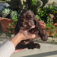 Cuccioli cocker