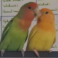 2 uccelli inseparabili+ gabbia mediterranea