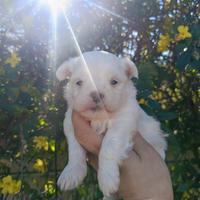 Maltese