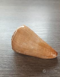 Conchiglia vuota 