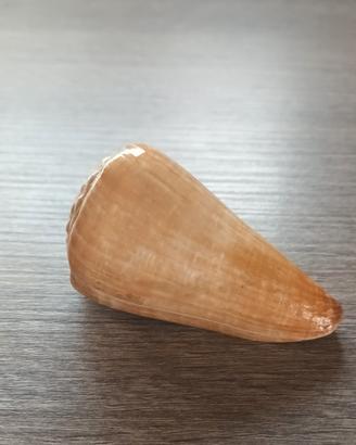 Conchiglia vuota 