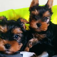 Cuccioli di Yorkshire