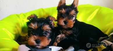 Cuccioli di Yorkshire