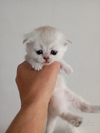 Scottish Golden lilac