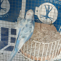 Coppia di cocorite hagoromo