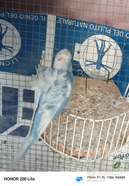 Coppia di cocorite hagoromo