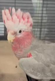 Cacatua rosa