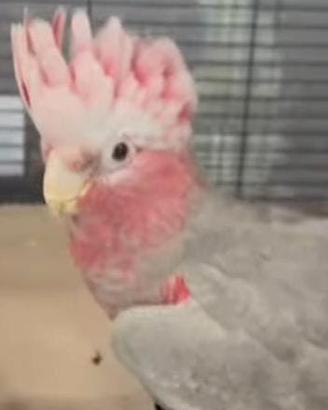 Cacatua rosa