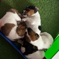 Cuccioli di Jack Russell