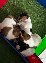 Cuccioli di Jack Russell