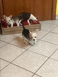 Chihuahua