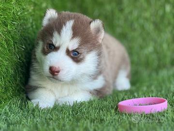 Husky