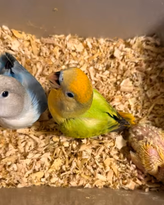 Inseparabili allevati a mano