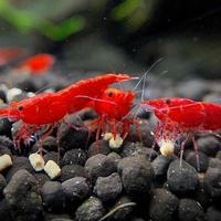 Caridine red cherry