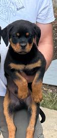 Cuccioli di Rottweiler