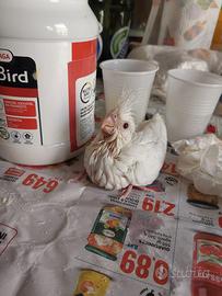 Calopsite Albina allevata a mano